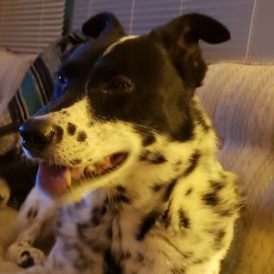 TrevTheKiddYT's profile picture. gfys