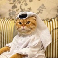 Judah Rhodie (@judahrhodie) 's Twitter Profile