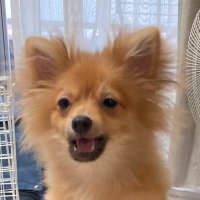 ポメラニアンのモコちゃんのようす (@mimima1118) 's Twitter Profile