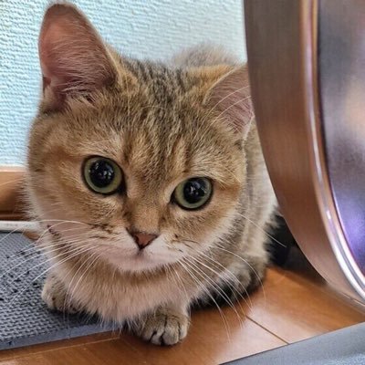 dhd5dub2fEQapS7's profile picture. 愛知/アラフォー/♂/バツ2/メンヘラ◎/依存したい、されたい◎/共(狂)依存◎/噛み癖有り/オフパコ◎/セフレ○/人妻△(こちらに内緒なら○)/m活してみたい○/p活△/浮気❌4ね/彼女(嫁)が出来たら閉店ガラガラ/業者お断り❌/少しでも気になってしまったそこの貴女！DMお待ちしておりますー🙋‍♂️仲良くしてね