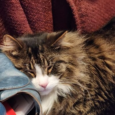 Georgiesays_no's profile picture. BaNned Fr0m TwiTter twice for saying N@nCy Pel0see is a Sk@nkee h0...that's it, those two words...one post...created a second profile and banned immediately