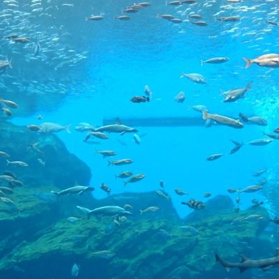 オオムカイさんのプロフィール画像