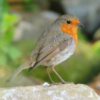 Feathers (@feathersbirding) 's Twitter Profile