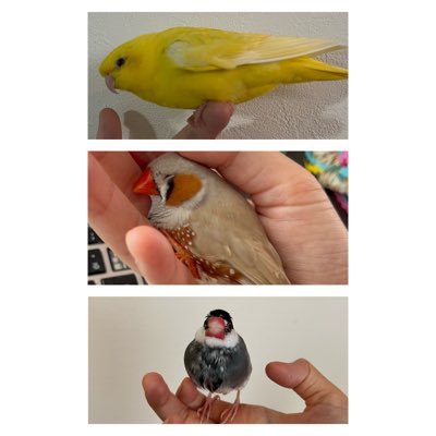 サザナミ・ひまわり(7)、文鳥つきみ(3)、ジャンボキンカくるみ(1)の3羽と暮らしています