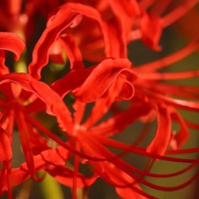 konkaranbu's profile picture. 9月21日(日)に開催する「コスプレイベント」🟥彼岸花のロケーション🟥美味しい食べ物🟥🦊さんも遊びにくるよ🟥イベント公式タグ🏷️ #狐らぶ 🟥ロケーション紹介🏷️ #狐らぶロケーション紹介