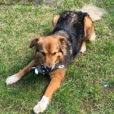 albinoiglesias's profile picture. 