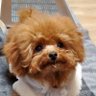 4RYoB8yolTrxcCc's profile picture. トイ・プードル（まろん♂）来た初日から溺愛するバカ親。動物が大好きで週に1回は必ずペットショップ巡り。
₿で一発当ててペットショップ建設を夢見る投資家。　建設業設立8
年目
