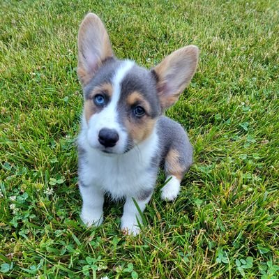 rambunctious corgi puppy.
sister to @CorgiDuncan