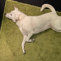Dottie B (@beckerdott90219) 's Twitter Profile