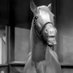 Mr. Ed the Talking Horse (@MrEdOGTalking1) Twitter profile photo