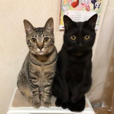 donadona195's profile picture. ビスコ(茶トラ)、アル(黒)、ジャスミン(キジトラ)の3ニャンズ🐈に癒される毎日を過ごしています。嵐の相葉くんと Aぇ!groupを応援しています📣