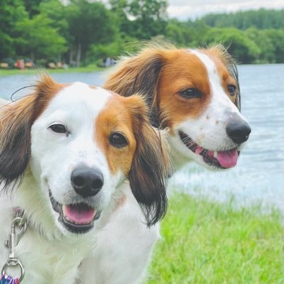 w_kooiker's profile picture. ★☆𝙗𝙮.𝙥𝙪𝙡𝙡𝙚𝙧 𝙊𝙛𝙛𝙞𝙘𝙞𝙖𝙡 𝘼𝙢𝙗𝙖𝙨𝙨𝙖𝙙𝙤𝙧 ☆★★ 8歳フレイ♡3歳ルキナ♡プラーで遊ぶことが大好き♡#食物アレ #アトピー #IBD #ｺｰｲｹﾙﾎﾝﾃﾞｨｴ #kooikerhondje