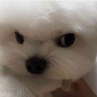🐾 (@minipuppiee) Twitter profile photo