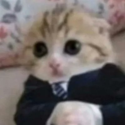 alxshrnndz's profile picture. finesse#1785 / NFT collector / songs writer🔊