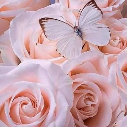 Pnjd22355's profile picture. 🕊💚