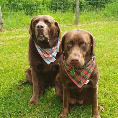 I make luxury pet bandanas, bow ties and pet hampers. I also create bunting and various handmade items for pet lovers