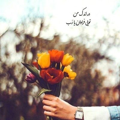 nazanin_pppp's profile picture. در مسیر معلمی🌱
آسمان فرصت پرواز بلند است ولی قصه اینست چه اندازه کبوتر باشی🕊️