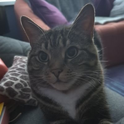 MaccaEms's profile picture. 