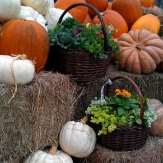 oceanisle11's profile picture. 