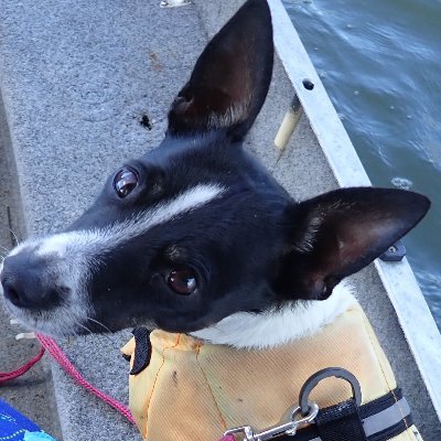 MaureenLand4's profile picture. just a Jesus loving  Oldie who isnt afraid to speak for herself.