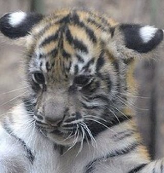 mishmash99's profile picture. podiatrist, obsessive walking, skiing, snowshoeing,