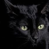 IsidoreMuset's profile picture. 