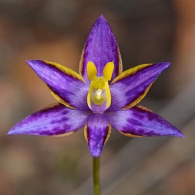 Exploring Western Australia’s native orchids & biodiversity #orchids #biodiversity #ozflora #ozplants #WesternAustralia Copyright remains with photographer