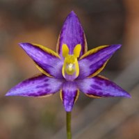 WA Orchids(@wa_orchids) 's Twitter Profileg