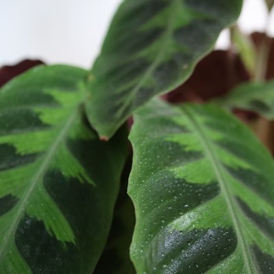 glosbe_hitto's profile picture. 札幌住み主婦