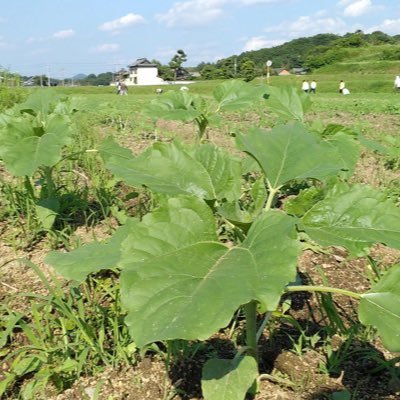 香川大学生が運営する、まんのう町PRアカウントです❗️❗️ まんのうひまわり祭りに向けて、ひまわりの成長情報やひまわりに関するクイズなどを投稿していきます❗️❗️ まんのう町には魅力がいっぱい🈵 まんのう町ひまわり祭り🌻 まんのうひまわりオイル🌻