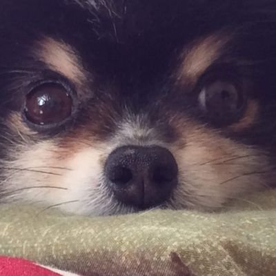 BWJohnny925's profile picture. 犬です。日々の気になったことをつぶやこうかな。ときには噛み付き、ときには遠吠えしながら。