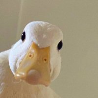 Duck不必．幹譙．不禮貌 (@lkstock28) 's Twitter Profile Photo