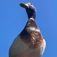 The Duckman)))(@bigbridontknock) 's Twitter Profile Photo