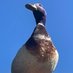 The Duckman))) (@bigbridontknock) Twitter profile photo