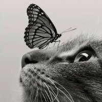 L❗tα🐾🐾 (@aprllcalistta) 's Twitter Profile