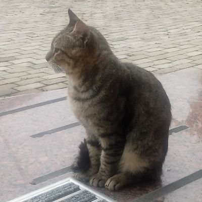 Amb_Ishizuka's profile picture. 「私のサカルトヴェロ物語」#ジョージア　
 My Private Narrative of Sakartovero #Georgia
 ჩემი თხრობა საკარტოვეროზე