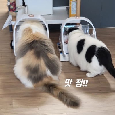 modmin 🐱🍑さんのプロフィール画像