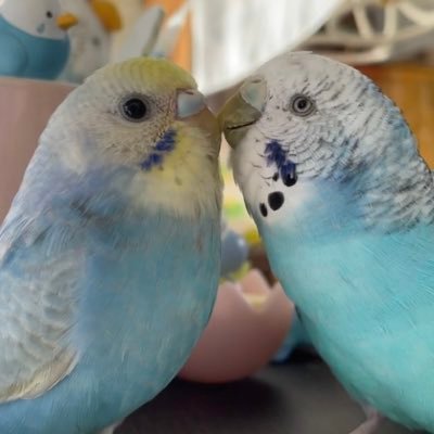 セキセイインコちゃんひろととひよりを溺愛の毎日🐦🐥学びが大好き。海外旅行、遺跡遺産好き。FMノースウェーブバードリスナー。好:ブルーハーツ、ハイロウズクロマニヨンズsumika（attic room住人）アジカン東京事変椎名林檎yonigeハンバートハンバートチャットモンチー橋本絵梨子SHISHAMO