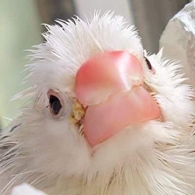 セキセイ8羽(内一羽保護期間終了)と2羽の文鳥 鳥以外の話も普通にする。お絵かきも3dもコスもするオタク。
調整中の文鳥くぅちゃん🌈を引き取ってきたら惚れてしまった…
返信にムラがあります🙏