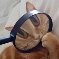 gatos fazendo gatices(@gatinarios) 's Twitter Profile Photo