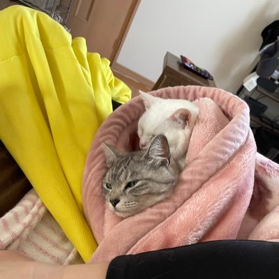 sister_choco's profile picture. 阪神タイガース、ABCラジオ、オールナイトニッポン、GGXX#R、GGXXACPR