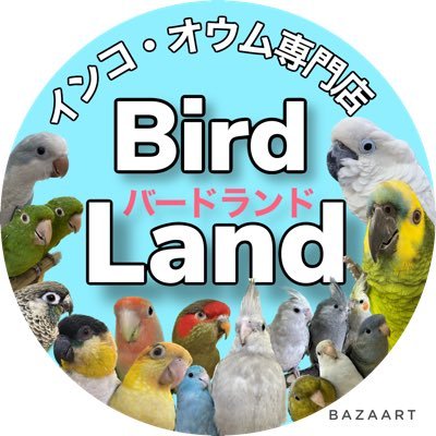 インコ・オウムと触れ合えるペットショップになります！ 気に入った子がいればお迎えも可能🐣 小型インコ〜大型インコ・オウムさん達に囲まれながら癒やしのひとときを過ごしてみませんか？ 【営業時間】 11時〜17時30分 定休日 毎週火曜日（祝日の場合、営業致します🙇）↑