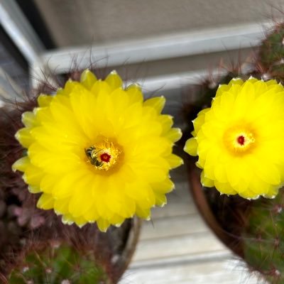 Chky3GMmbG3919's profile picture. 子どもの頃空を見ていると米軍のグローブマスターが飛んでいた‼︎またきな臭くなってきた‼︎平和で豊かな生活を取り戻そう 凍結され一からの出直しです