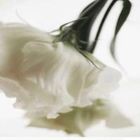 ghadah .A (@2_3_4r) 's Twitter Profile Photo ghadah .A (@2_3_4r) 's Twitter Profile Photo