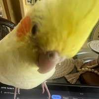 stecker the molotov cockatiel(@steckkers) 's Twitter Profile Photo