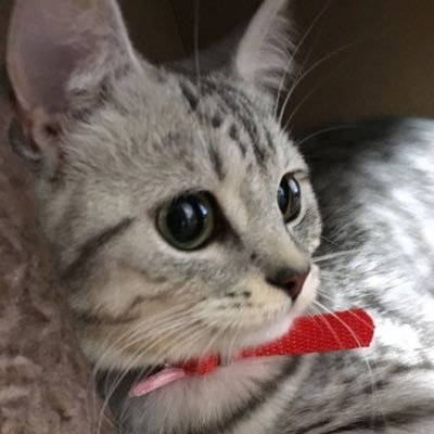 ARATA_Alp's profile picture. 