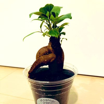 bclgkoala's profile picture. 92年生/19.5.1結婚/妊活5年目/原因不明不妊治療4年目/顕微授精①23.6MDツイン13w(11w相当)稽留流産→染色体異常なし②23.10 7w稽留流産(枯死卵)→染色体異常なし 24.2〜不育症クリニック/第12因子低め(57%)アスピリン服用 ⑥DDツイン妊娠継続中