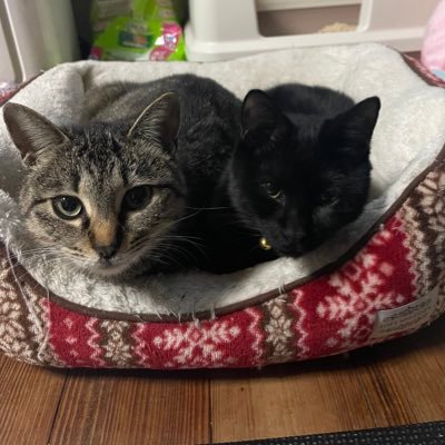 tm_19_1124's profile picture. Ninja250→新型エリミネーターSEに乗り換えました。低身長ライダー。 バイク・たまごっちLOVE