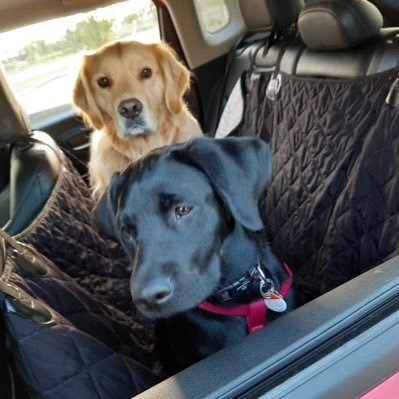 LJamroziak's profile picture. golden retreiver, black lab mum