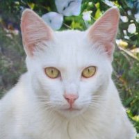 Roujeh astour (@alisavyk629) 's Twitter Profile